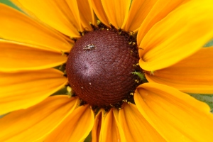 Blacke-eyed Susan and ant
